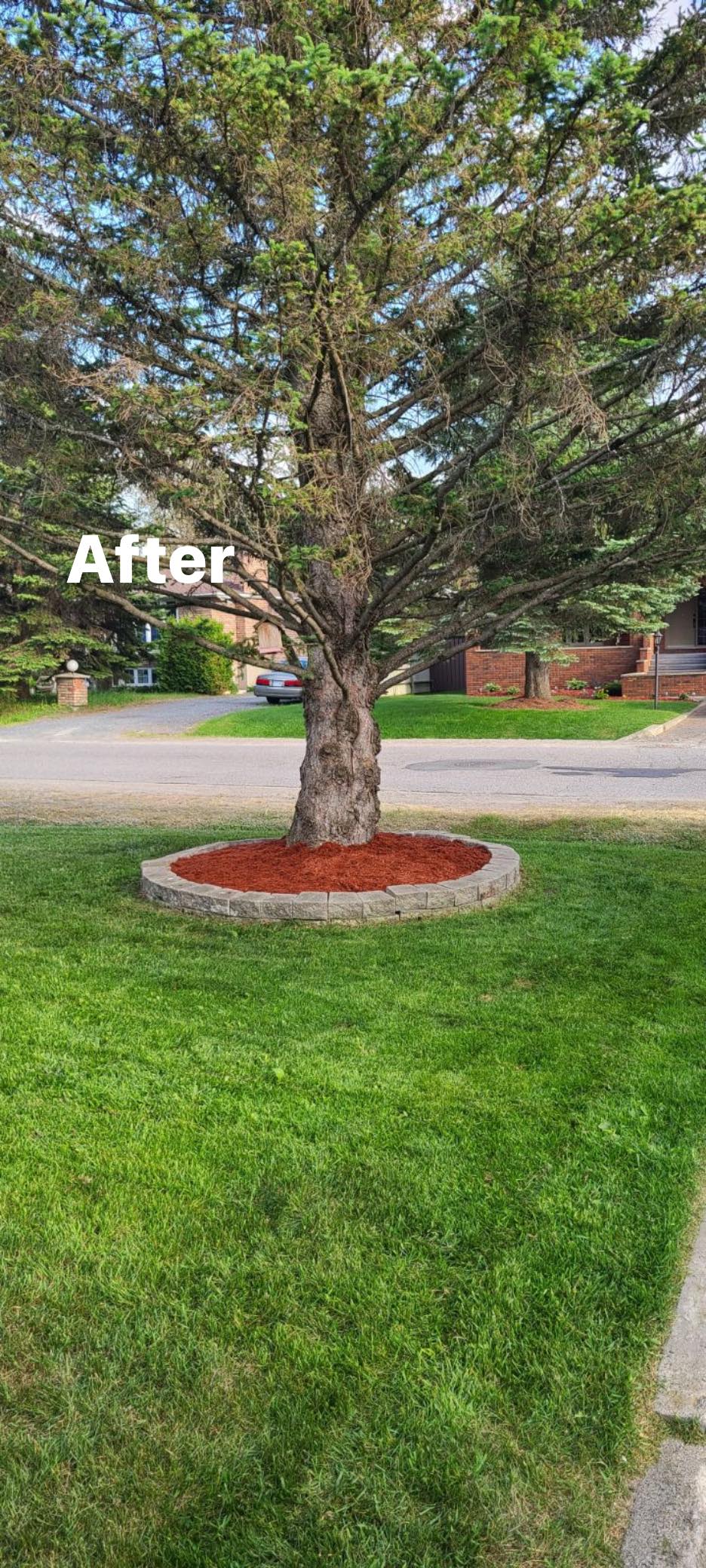 Tree ring with fresh red mulch after landscaping