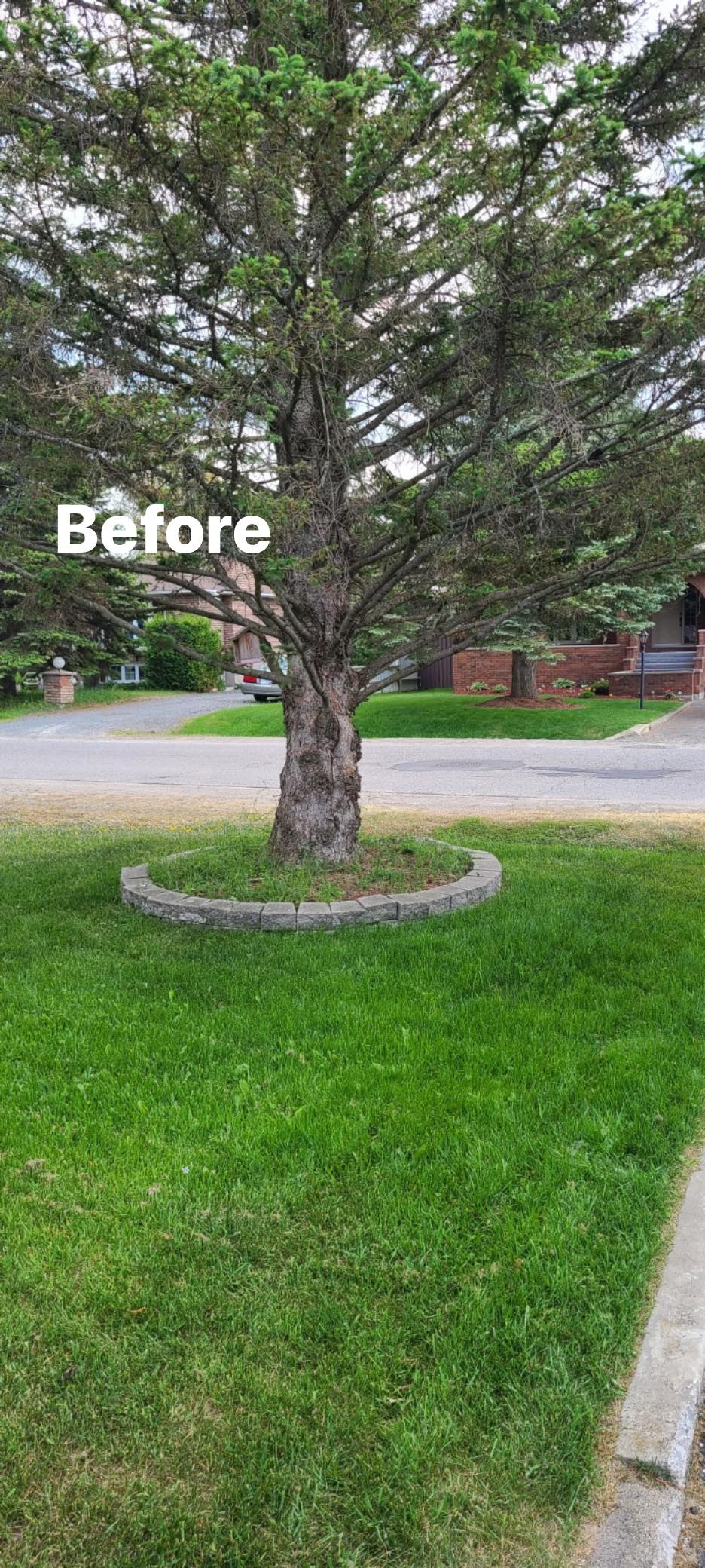 Before photo of tree ring needing mulch work